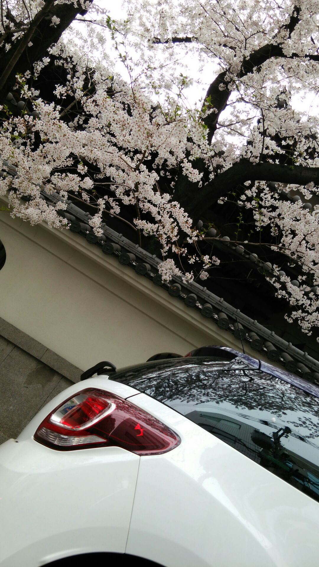 シトロエンと桜