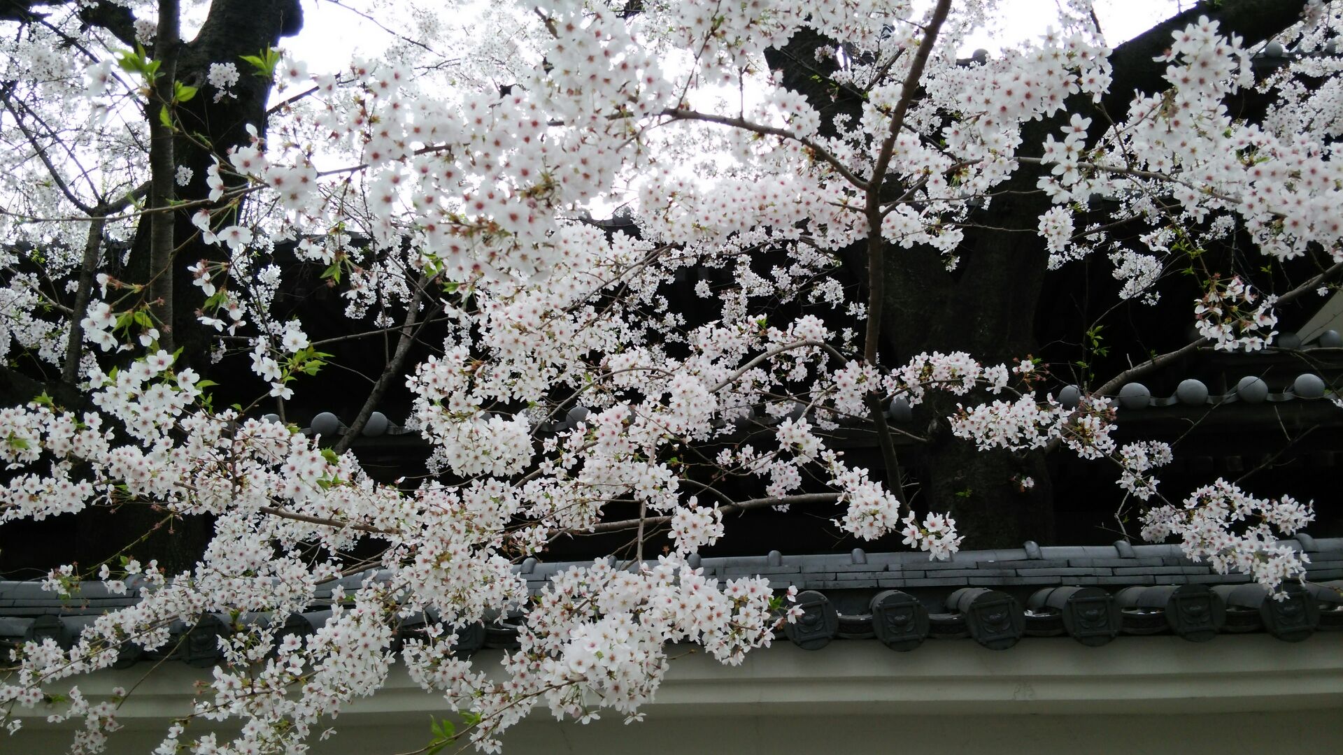 シトロエンと桜