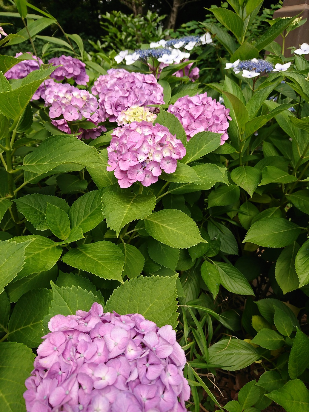 梅雨入りですが．．．。